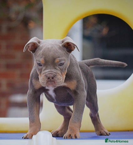 Olde English Bulldogge dogs - Advert 1