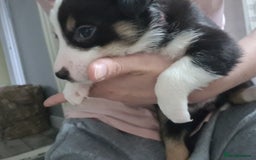 Border Collie dogs for sale: Border collie puppies  - Image 23