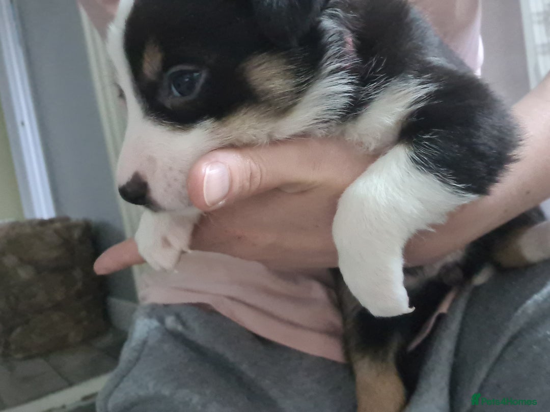 Border Collie dogs for sale: Border collie puppies  - Image 23