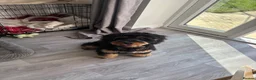 Cockapoo dogs for sale: Cockapoo 9 month old Pup in Doncaster - Advert 4