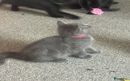 Domestic Shorthair cats for sale: 2 stunning fluffy grey girls - Image 4