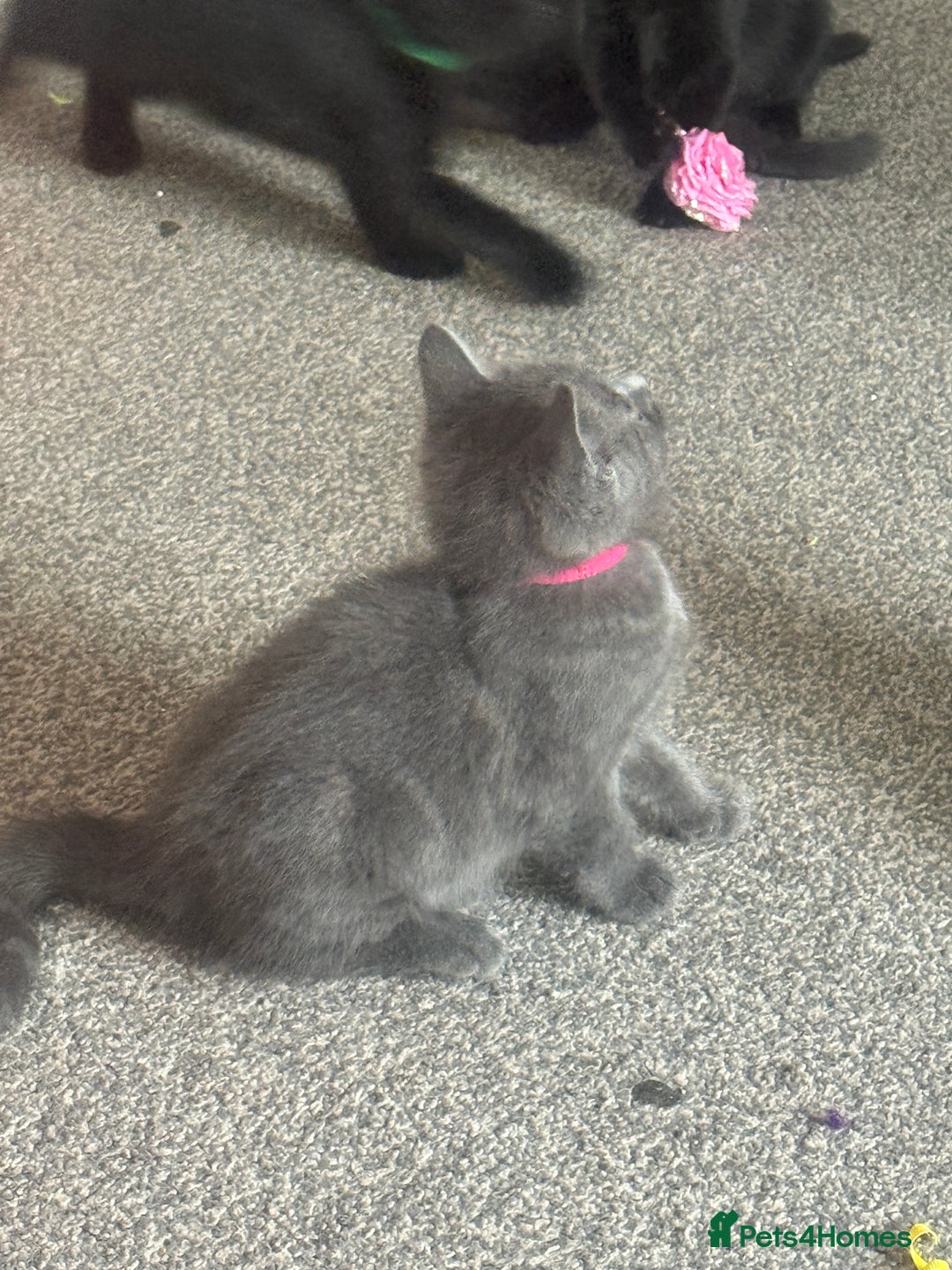 Domestic Shorthair cats for sale: 2 stunning fluffy grey girls - Image 4