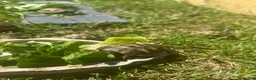 Hermann Tortoise reptiles for sale: 2026 Hermann’s Hatchling Tortoise - Advert 1