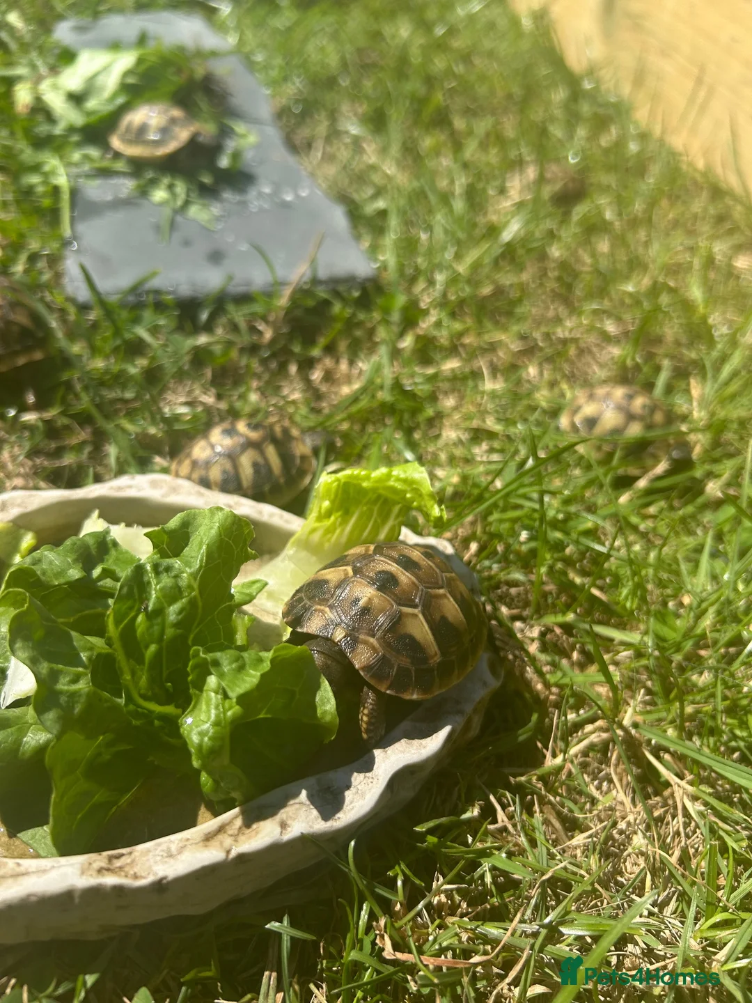 Hermann Tortoise reptiles for sale: 2026 Hermann’s Hatchling Tortoise - Advert 1