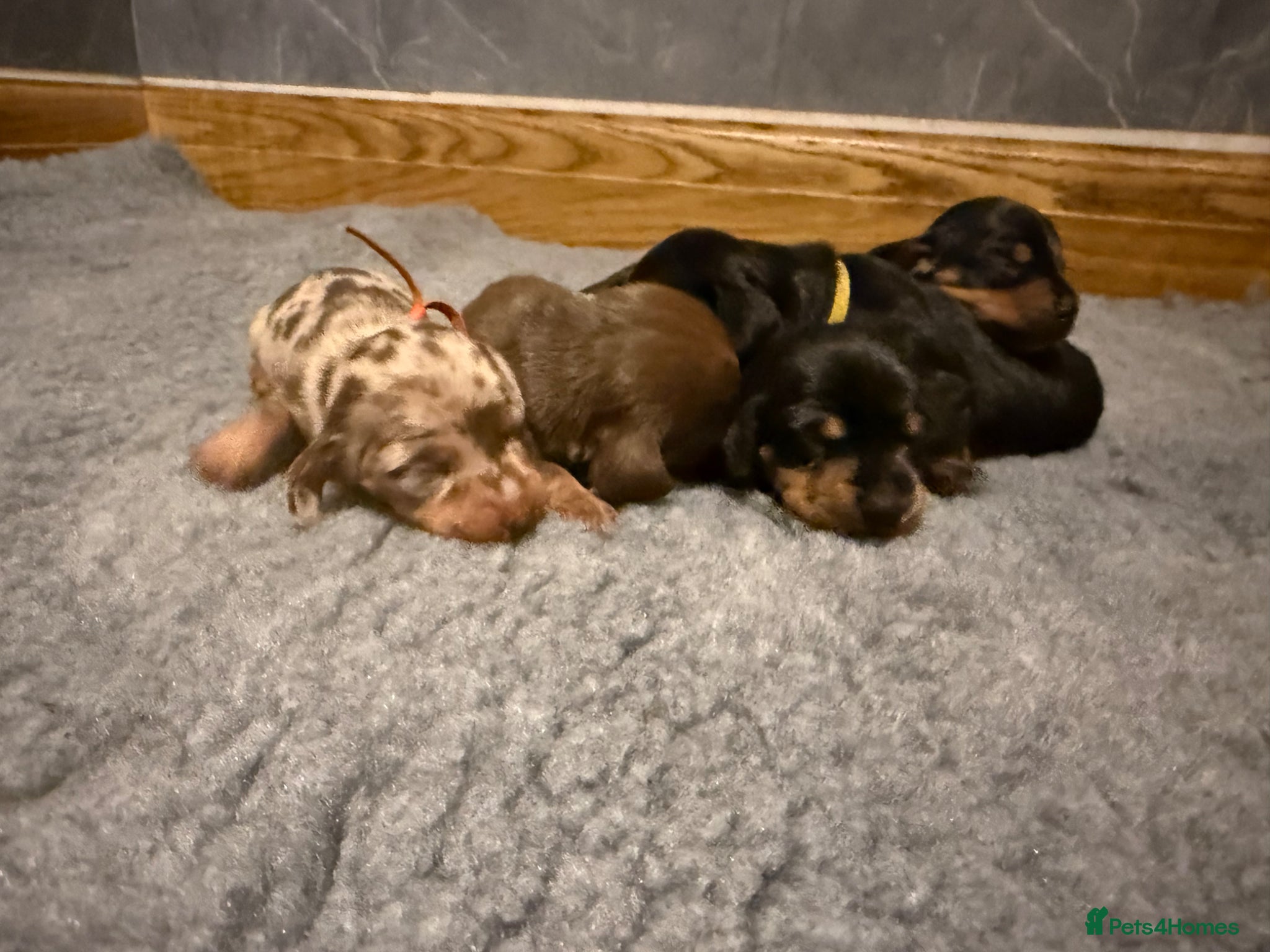 Miniature Dachshund dogs Beautiful KC Registered Miniature Dachshunds - Advert 1