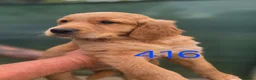 Golden Retriever dogs for sale: 🧡 Dark red working golden retriever pups 🧡 - Advert 3