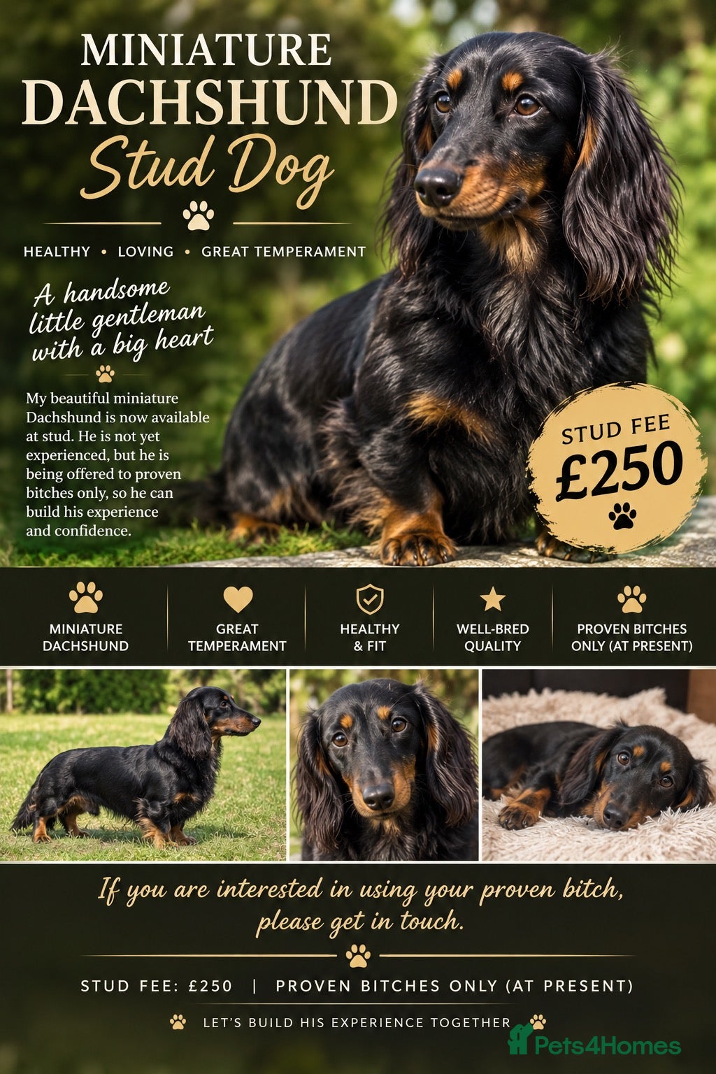 Miniature Dachshund dogs Miniature dachshund stud - Advert 4