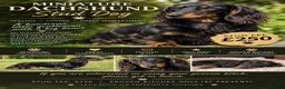 Miniature Dachshund dogs for stud: Miniature dachshund stud - Advert 1