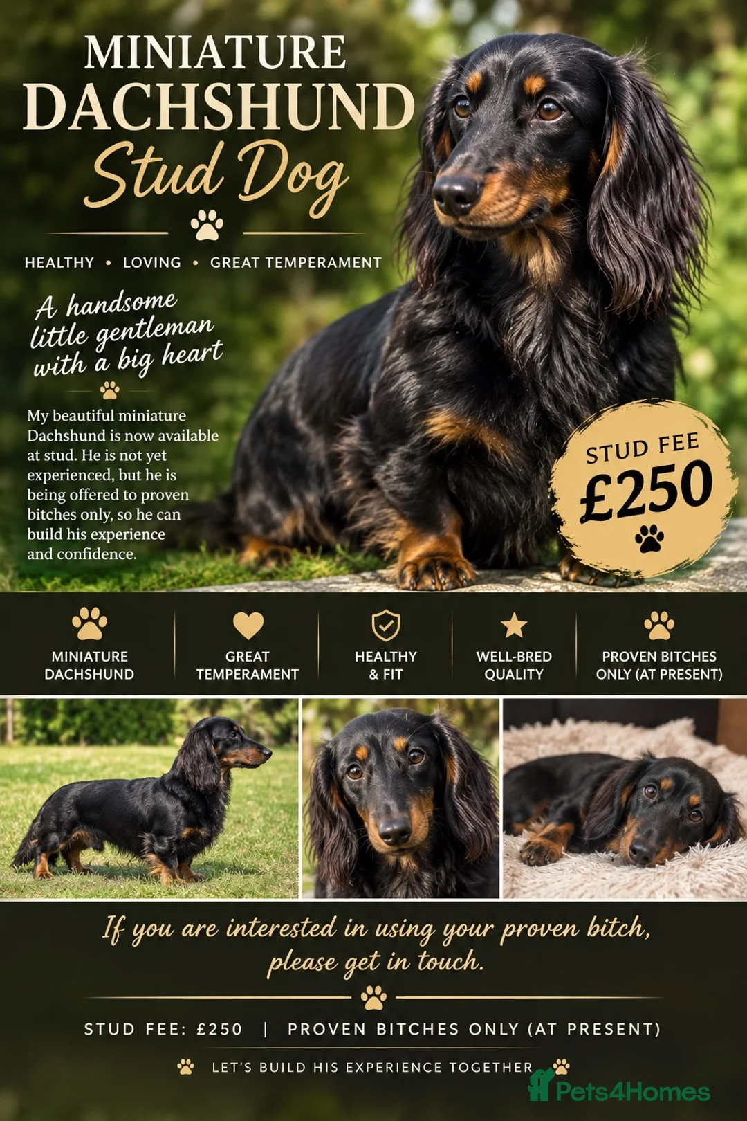 Miniature Dachshund dogs for stud: Miniature dachshund stud - Advert 1