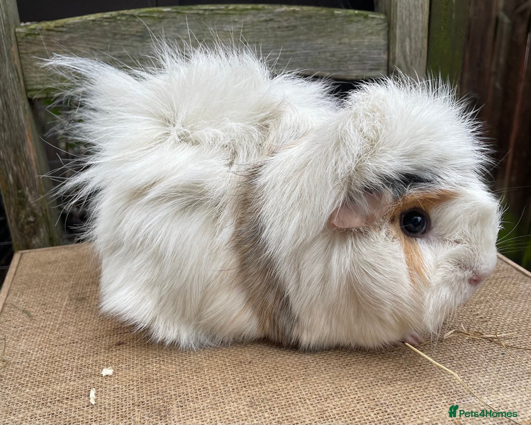 Guinea Pig rodents for sale: Beautiful sows - Advert 1