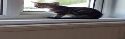 Mixed Breed cats for sale: Kitten - Advert 11