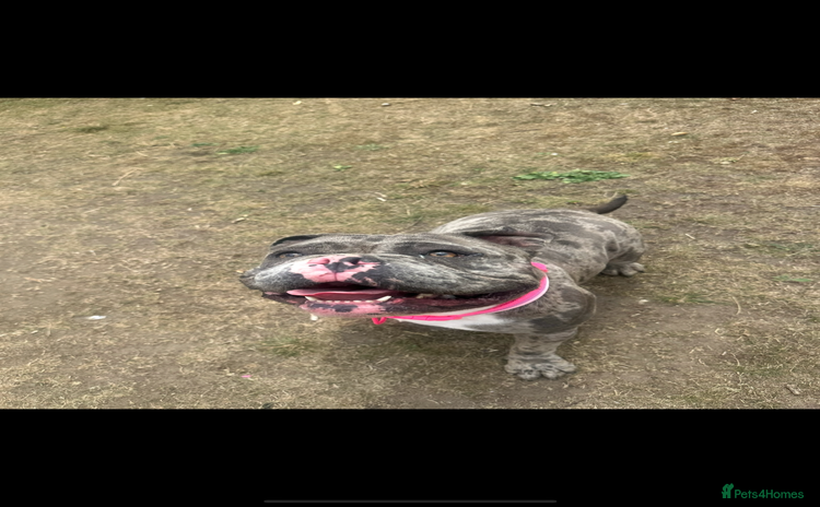 American Bully dogs ABKC Pocket bully - Advert 1