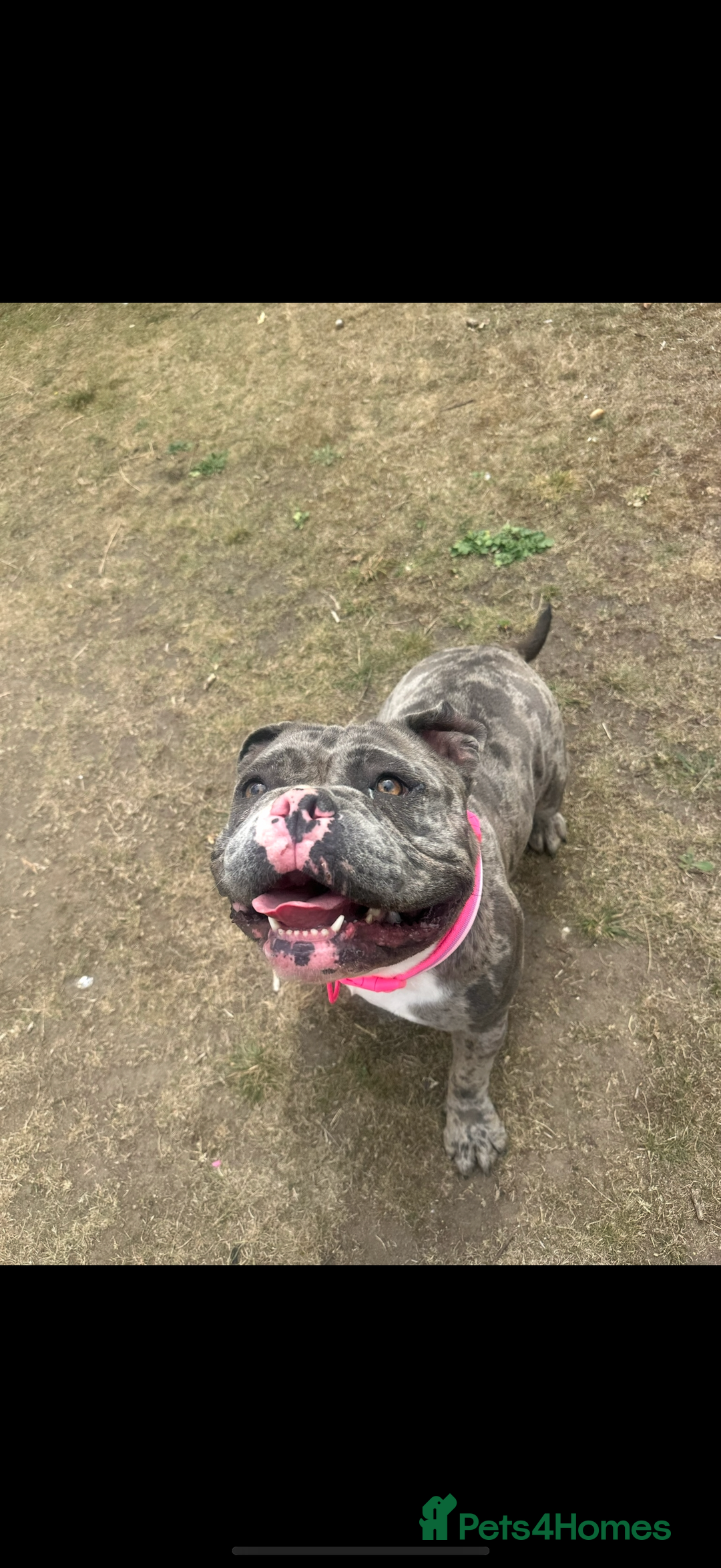 American Bully dogs for sale: ABKC Pocket bully - Advert 1