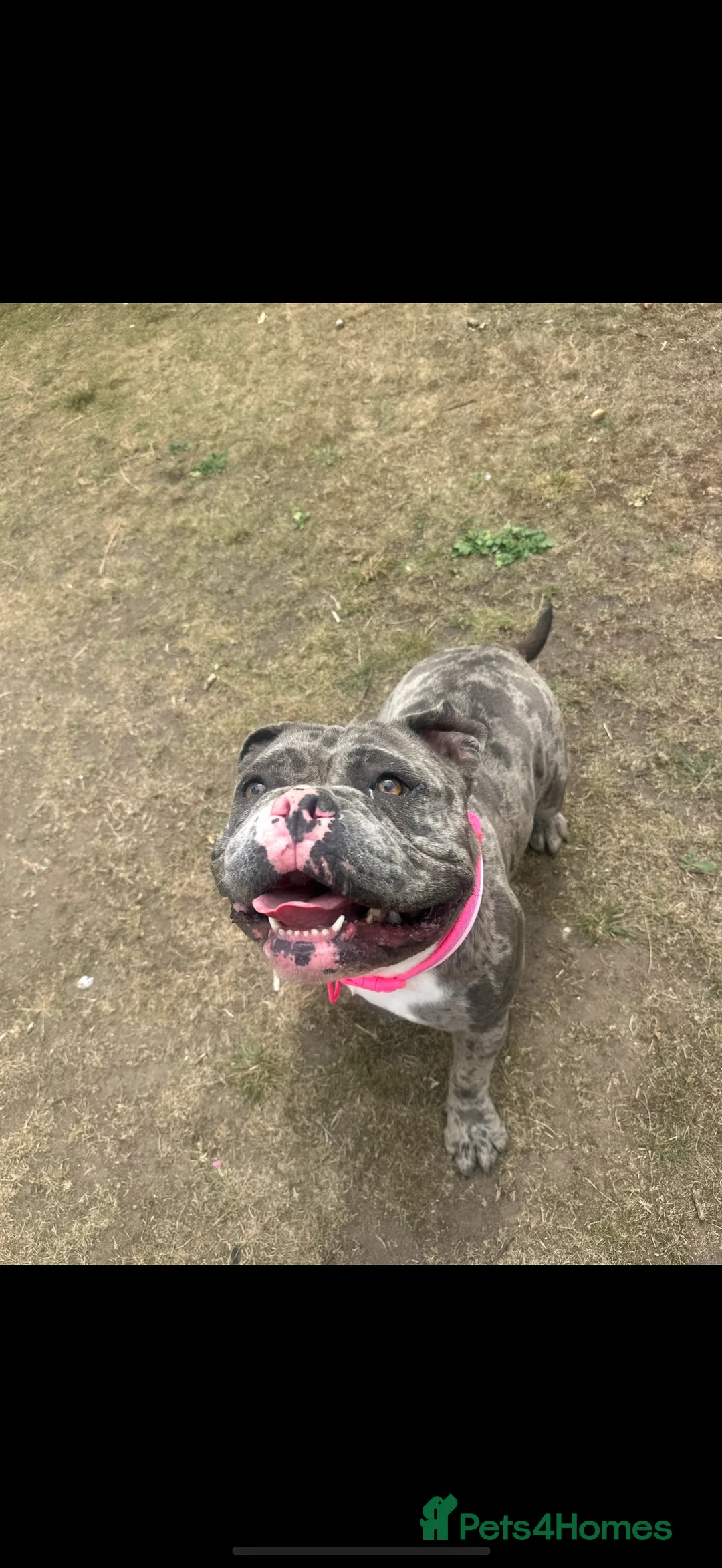 American Bully dogs for sale: ABKC Pocket bully - Advert 1