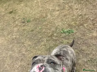 American Bully dogs ABKC Pocket bully - Advert 15