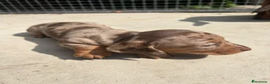 Dachshund 2