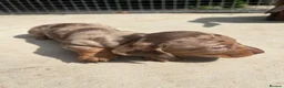 Dachshund dogs for sale: Dachshund puppy’s for sale 1 male 1 female - Advert 6
