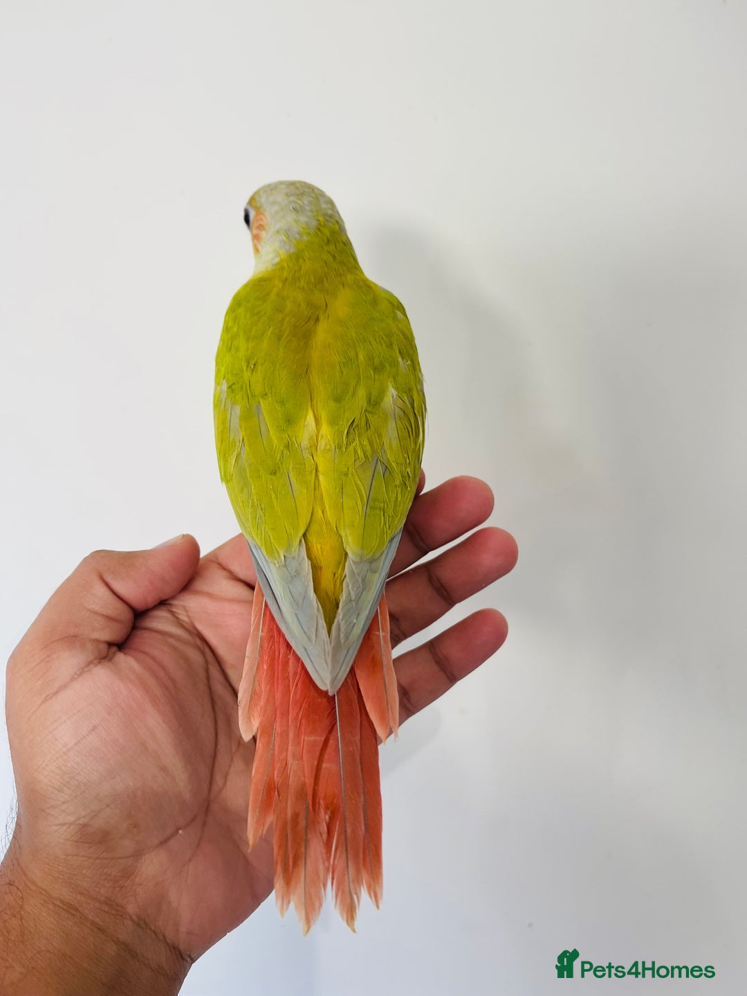 Conures birds for sale: Hand reared conures for sale  - Advert 12