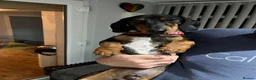 Dachshund dogs for sale: Beautiful tri coloured boy  - Advert 10