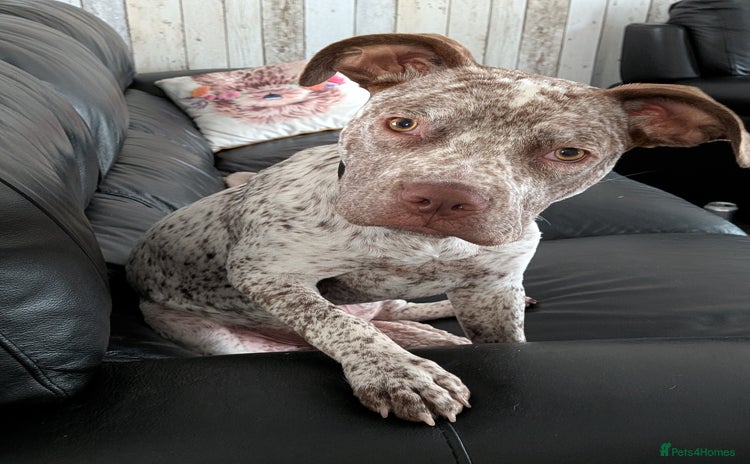 Mixed Breed dogs - Advert 2