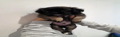 Puppy 1