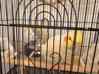Cockatiels birds Cockatiel Hand tame - Advert 17