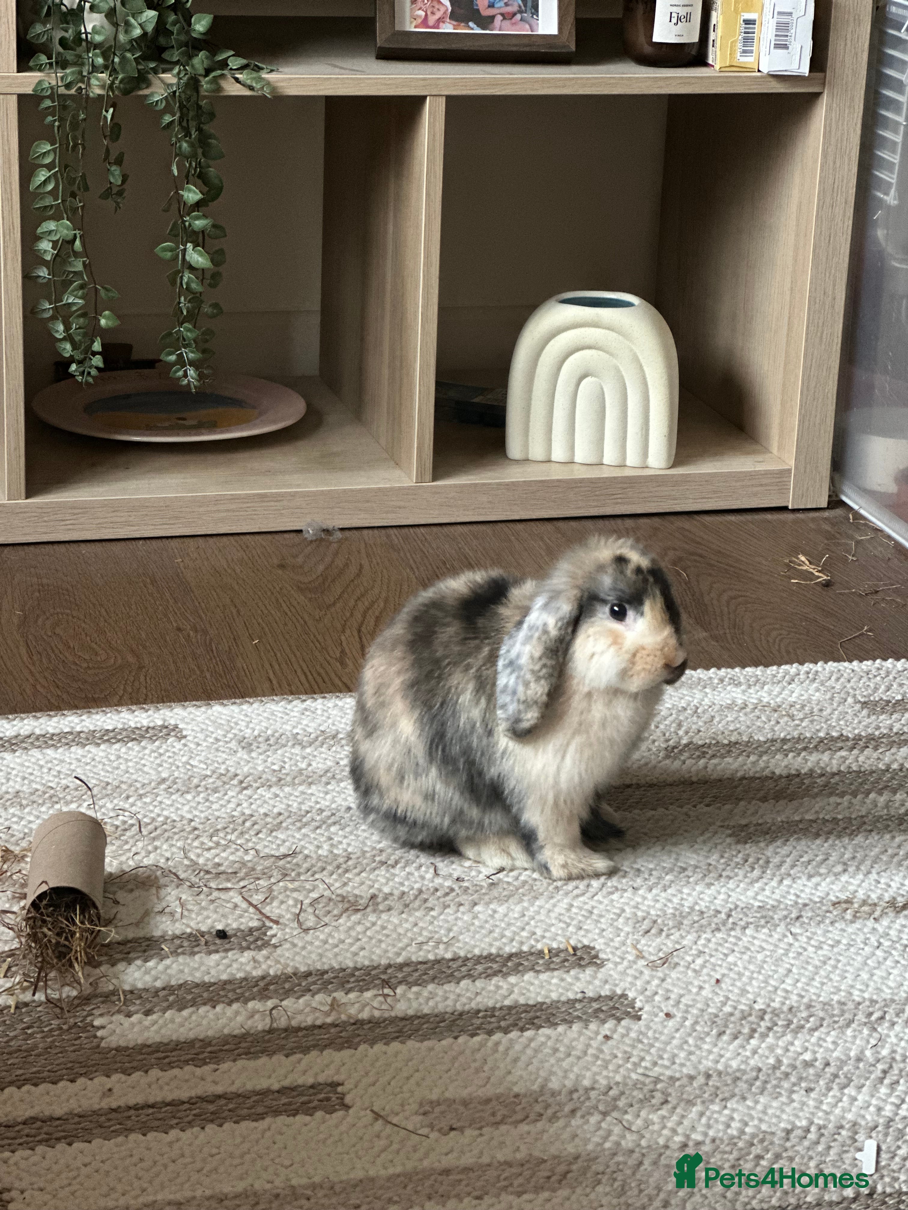 Mini Lop rabbits Pure Mini Lop (Female)  - Advert 3