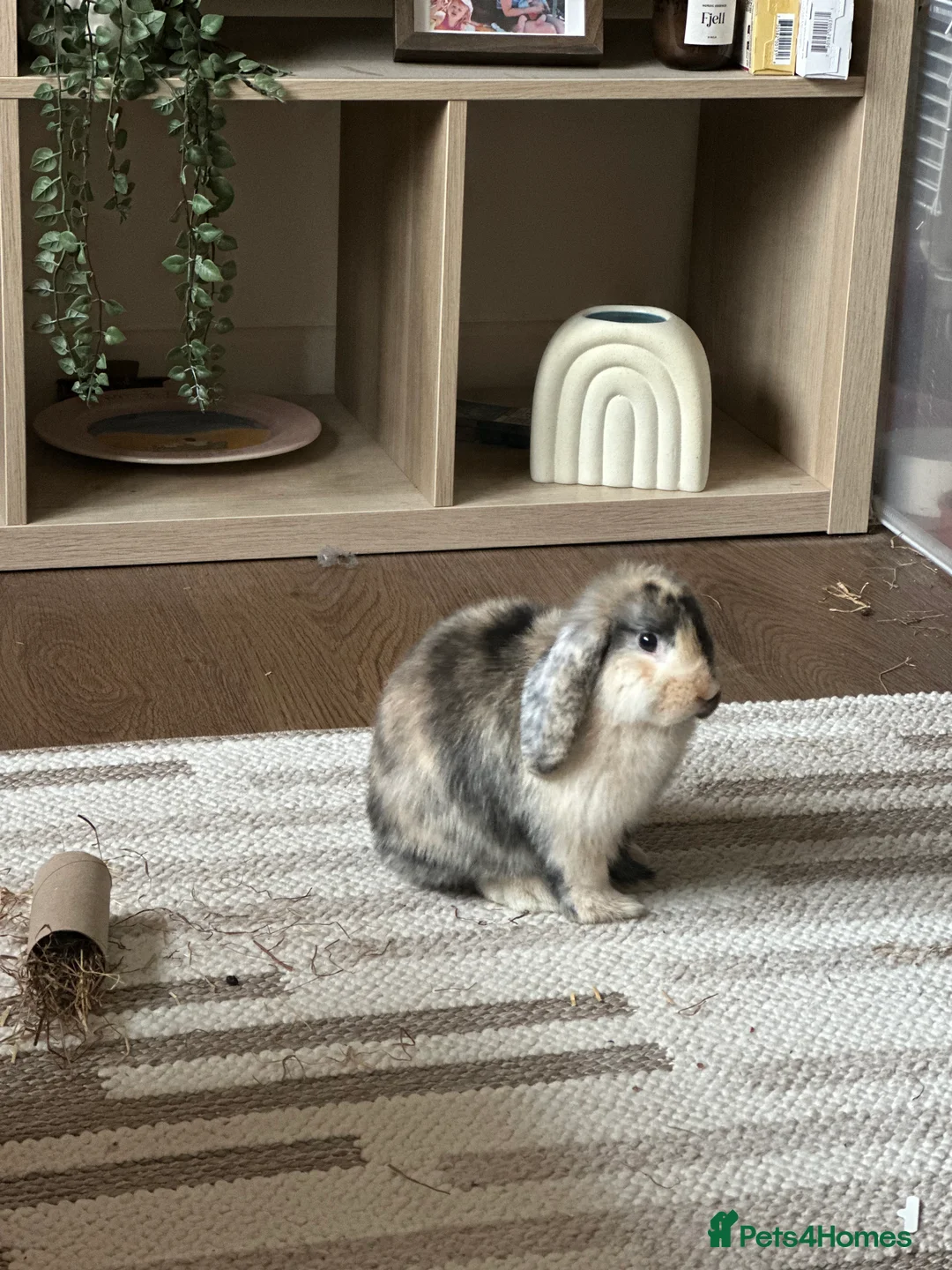Mini Lop rabbits for sale: Pure Mini Lop (Female)  in Wokingham - Advert 1