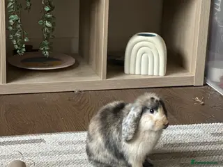 Mini Lop rabbits Pure Mini Lop (Female) - Advert 3