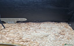 Corn Snake reptiles for sale: Corn snake needs rehoming - Image 3