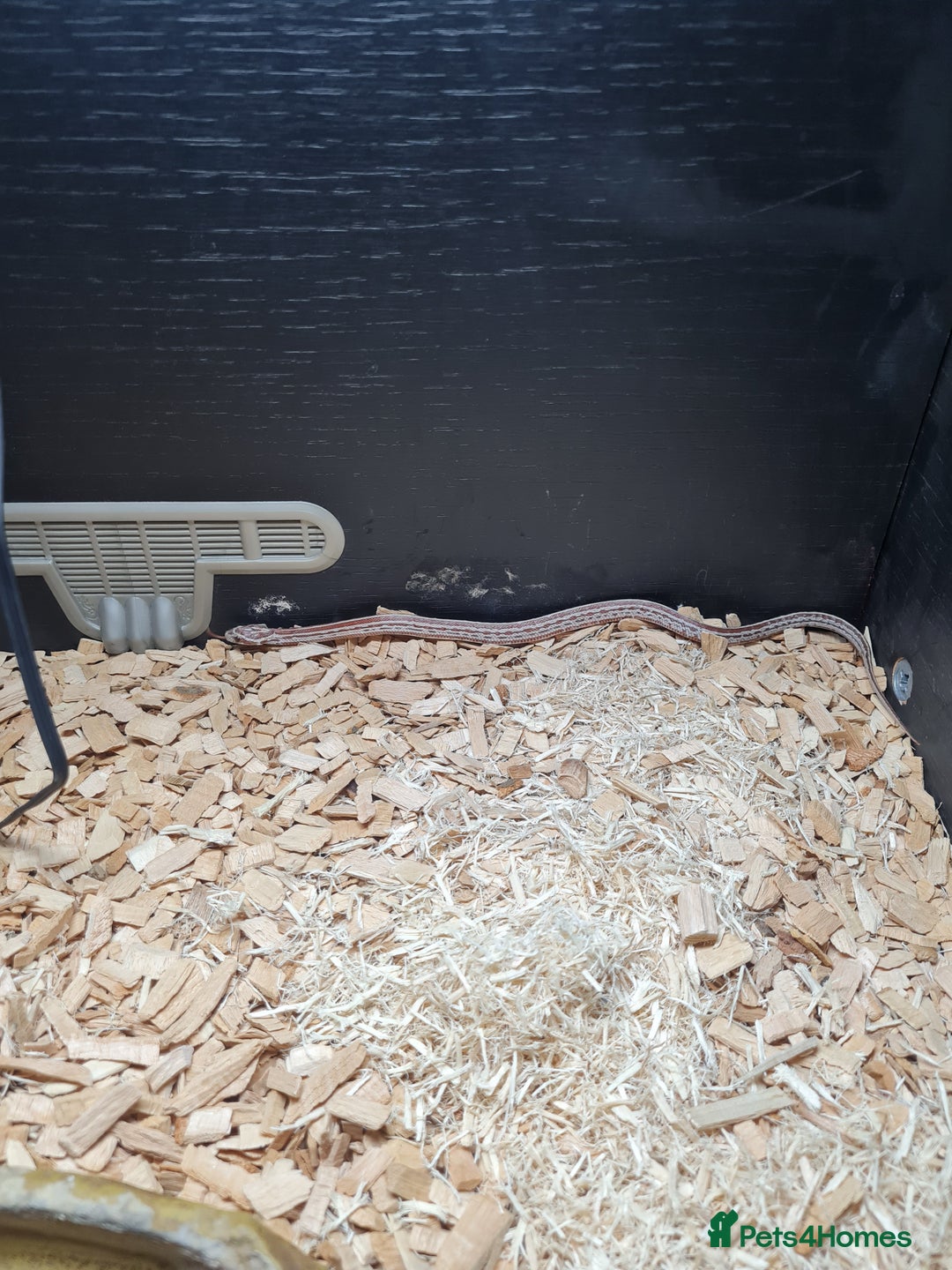 Corn Snake reptiles for sale: Corn snake needs rehoming - Image 3