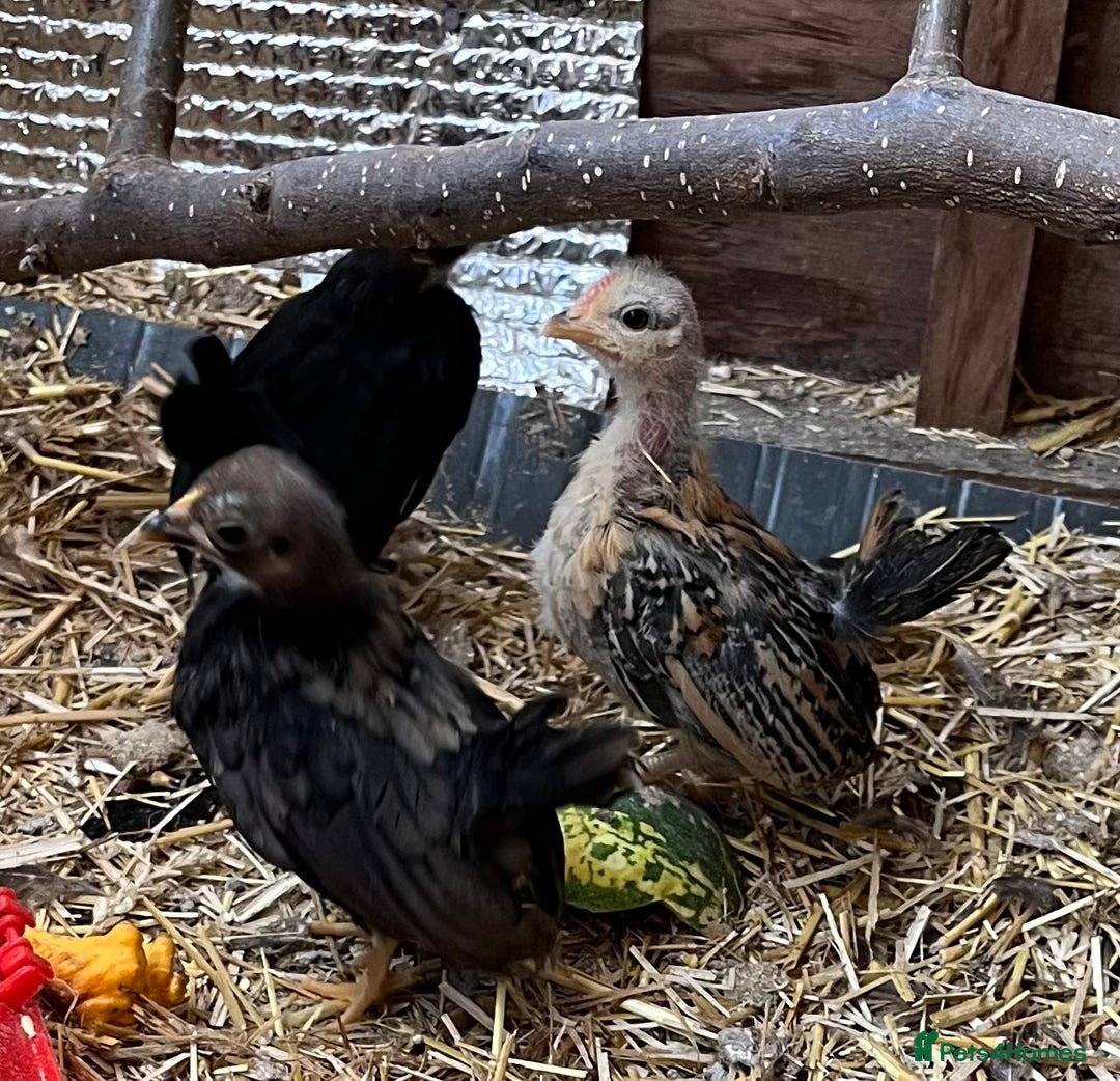 Chickens poultry for sale: Serama chicks from 8 to 20 weeks - Advert 3