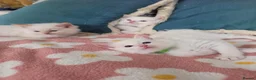 Ragdoll cats for sale: GCCF registered Ragdoll kittens  - Advert 29