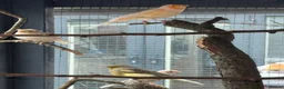 Mixed Breed birds for sale: Birds - conures and canaries  - Advert 3
