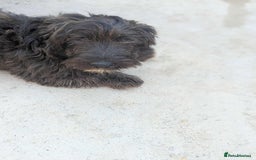 Mixed Breed dogs for adoption: Tucker is looking for a home with another dog  - Image 2