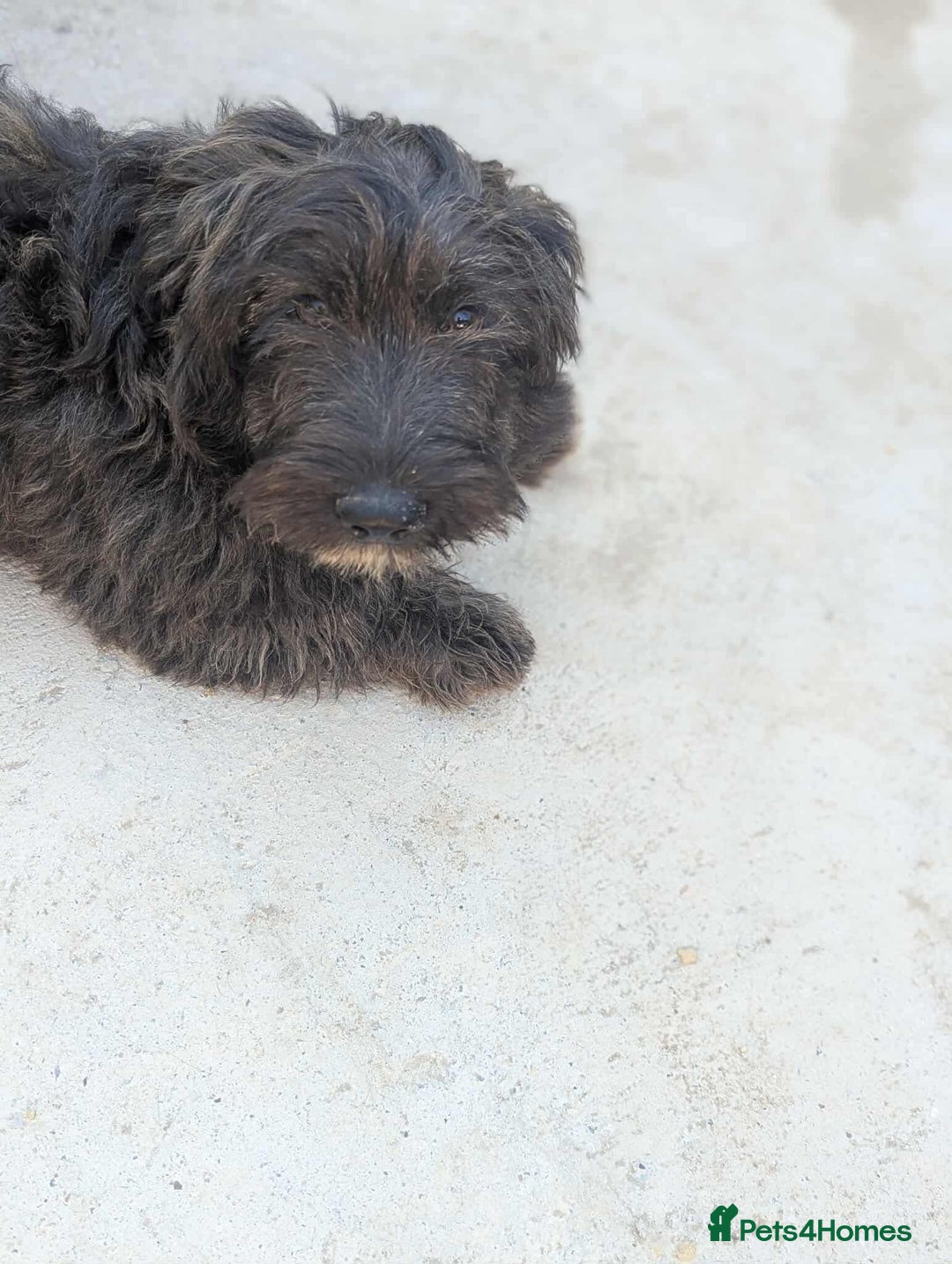 Mixed Breed dogs for adoption: Tucker is looking for a home with another dog  - Image 2