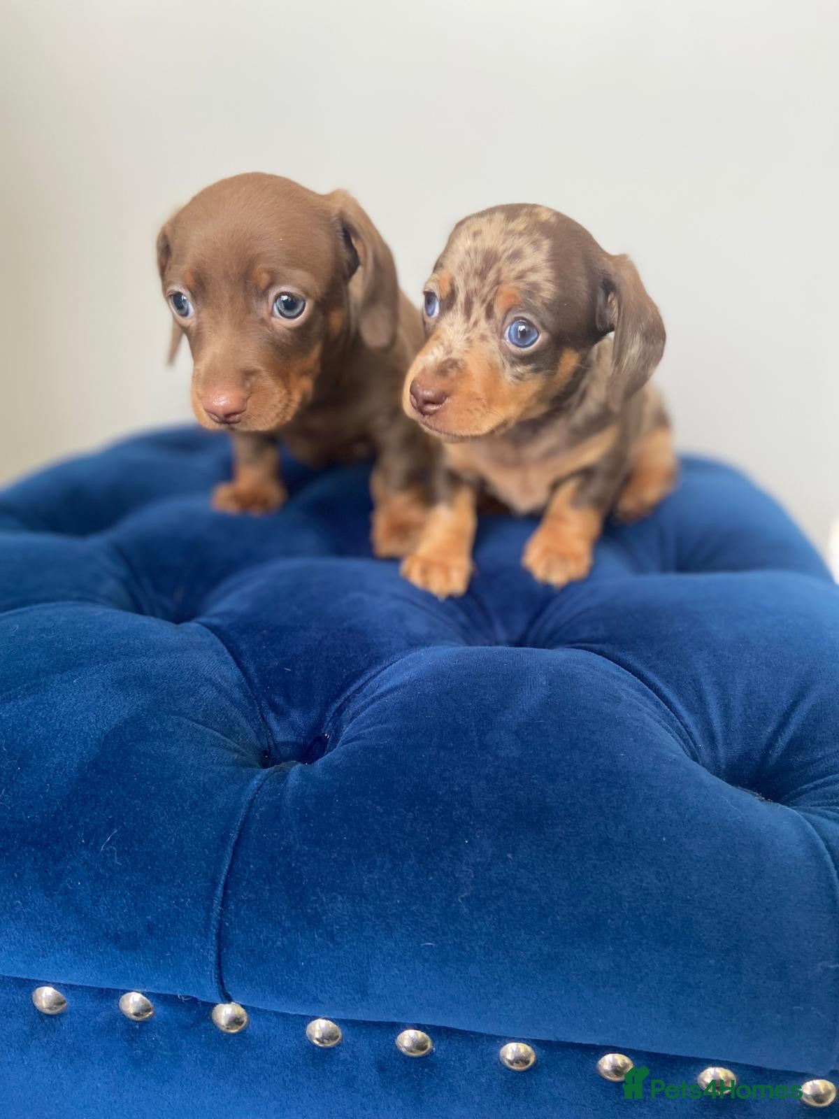 Miniature Dachshund dogs Kc fully health tested parents daxi boys - Advert 16