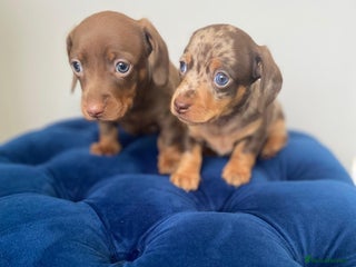 Miniature Dachshund dogs Kc fully health tested parents daxi boys - Advert 16