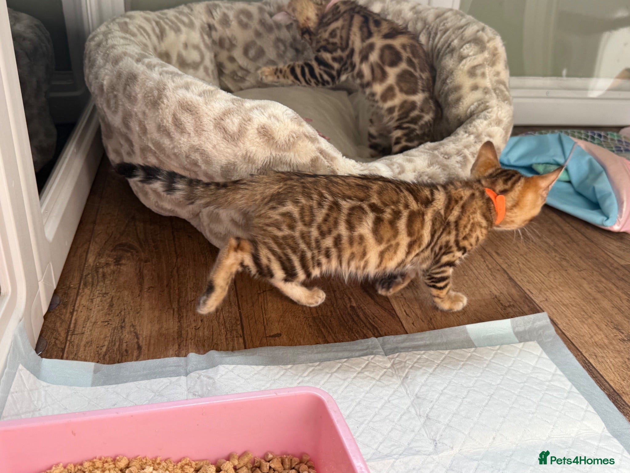 Bengal cats Pedigree TICA 🐾 Health Tested Bengal kittens 🐆  - Advert 1