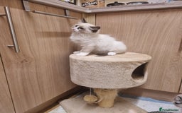 Ragdoll cats for sale: Ragdoll Bicollor kitten - Image 4