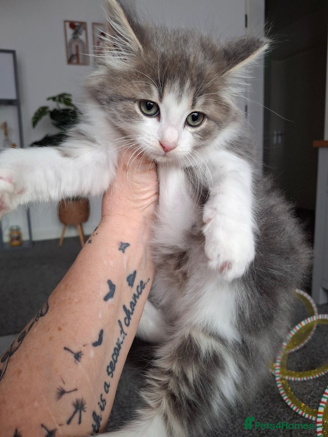 Maine Coon cats for sale: Beautiful Grey/White Part Maine Coon Kitten - Image 4