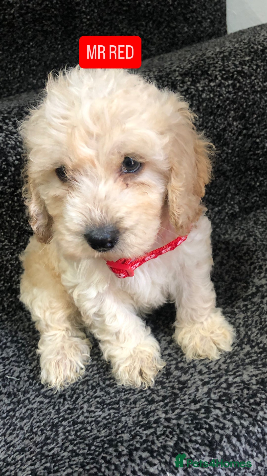 Cockapoo dogs for sale: F1b toy cockapoo puppies - Image 19