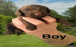 Cockapoo dogs for sale: DNA TESTED Cockapoo puppies, ready 22nd October  - Image 5