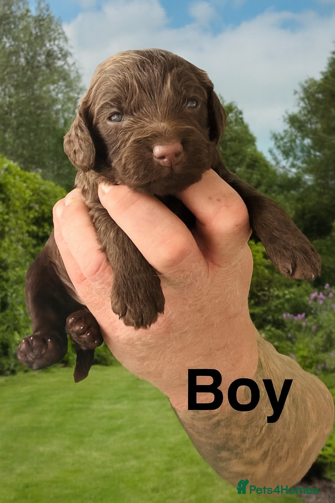Cockapoo dogs for sale: DNA TESTED Cockapoo puppies, ready 22nd October  - Image 5