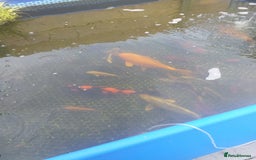 Koi Carp fish for sale: Koi carp  - Image 5