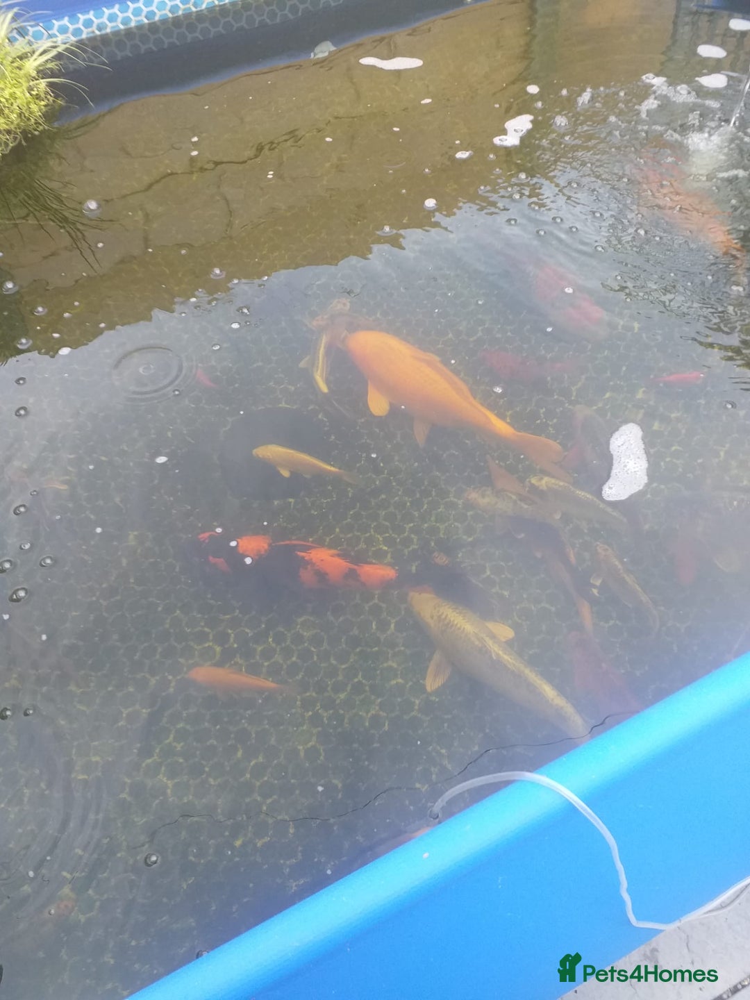 Koi Carp fish for sale: Koi carp  - Image 5