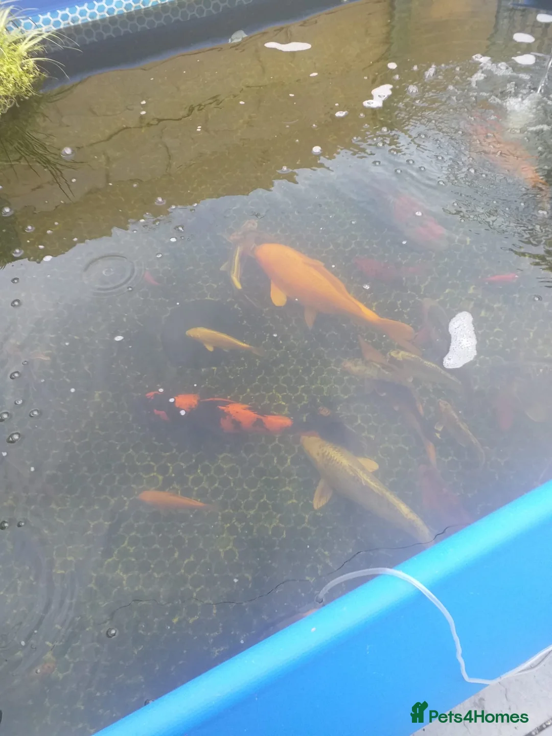 Koi Carp fish for sale: Koi carp  - Advert 5