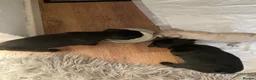Pug dogs for sale: 3 Female Pug Puppies in Coventry - Advert 2