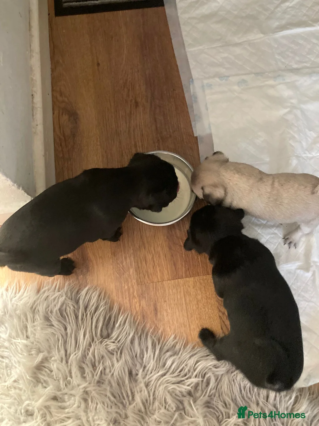 Pug dogs for sale: 3 Female Pug Puppies in Coventry - Advert 2