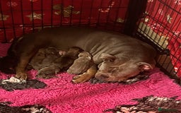 Olde English Bulldogge dogs for sale: Genetic Clear, Hip & Elbow Graded Breeding - Image 8